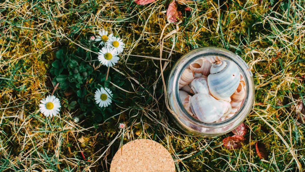 Top view of a glass jar with sea shells on grass adorned with chamomile flowers.