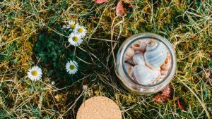 Top view of a glass jar with sea shells on grass adorned with chamomile flowers.